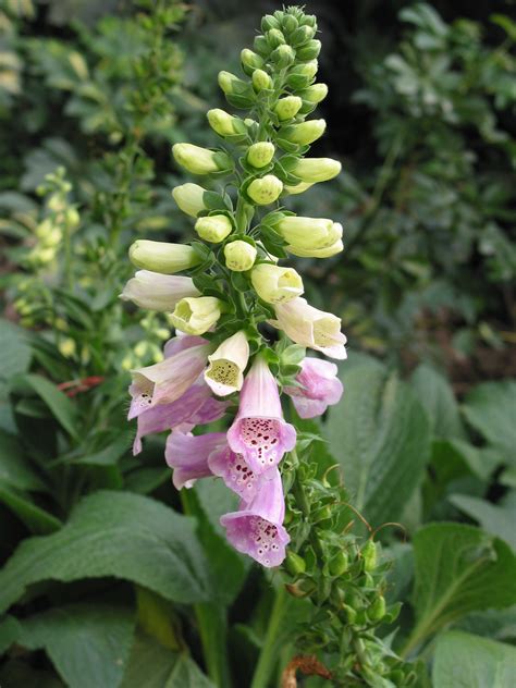 Foxglove Flowers Free Stock Photo Image Pink Digitalis Foxgloves