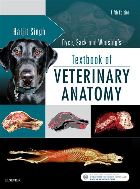 Dyce Sack And Wensing S Textbook Of Veterinary Anatomy Singh Bvsc