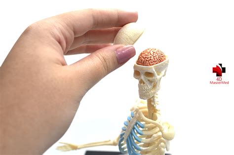 Divisão Do Corpo Humano Anatomia