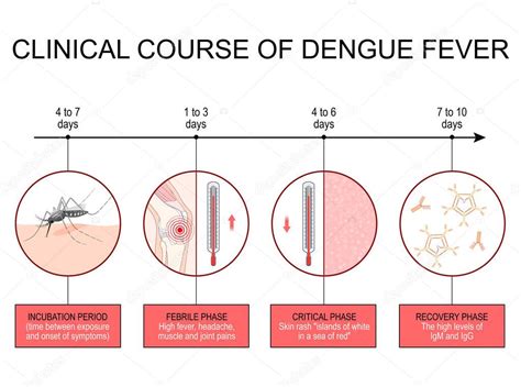 Dengue Fever Clinical Course Infographics From Incubation Period To Febrile Phase And Recovery