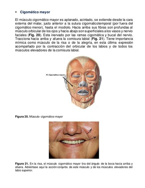 Anatomia De Los Labios Y De La Region Perioral