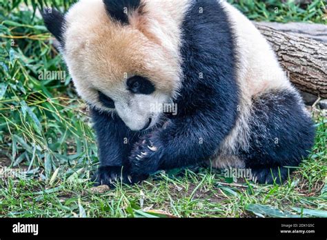 Adorable panda bear cub Stock Photo - Alamy