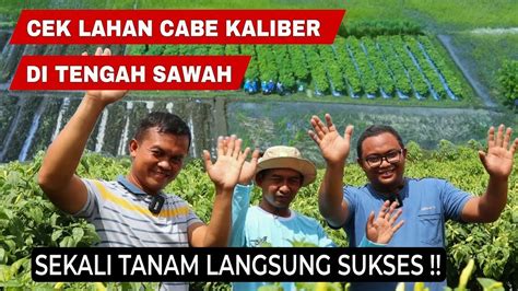 Cara Menanam Cabe Rawit Kaliber Agar Berbuah Lebat Di Lahan Sawah Youtube