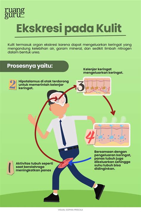 Mengenal 4 Macam Organ Sistem Ekskresi Manusia Fungsinya Biologi