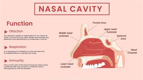 Nasal Cavity Anatomy Infographic Template Infografolio