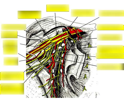 Nerfs et artère de l épaule 2 Diagram Quizlet