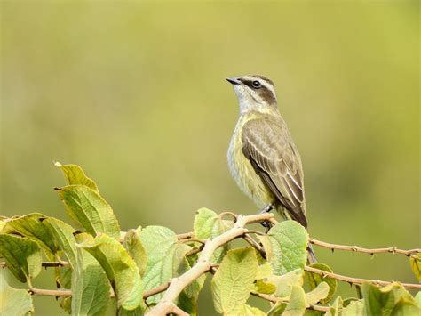 Foto Bem Te Vi Pirata Legatus Leucophaius Por Lawrence Rabelo De