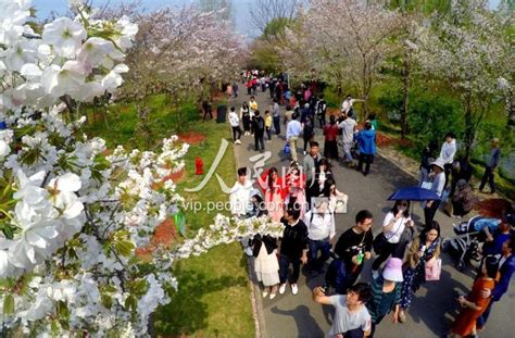 上海：清明时节踏青赏花人气爆棚 人民图片网