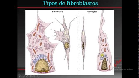 Tejido Conectivo II YouTube