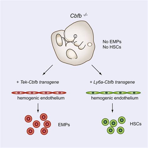 Erythroid Myeloid Progenitors And Hematopoietic Stem Cells Originate