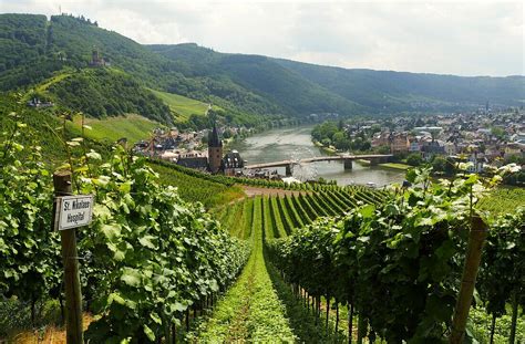 Weinbau Ber Bernkastel Kues An Der Bild Kaufen Lookphotos