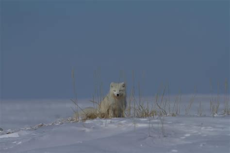 Raposa do ártico vulpes lagopus sentado em uma pilha de neve perto da