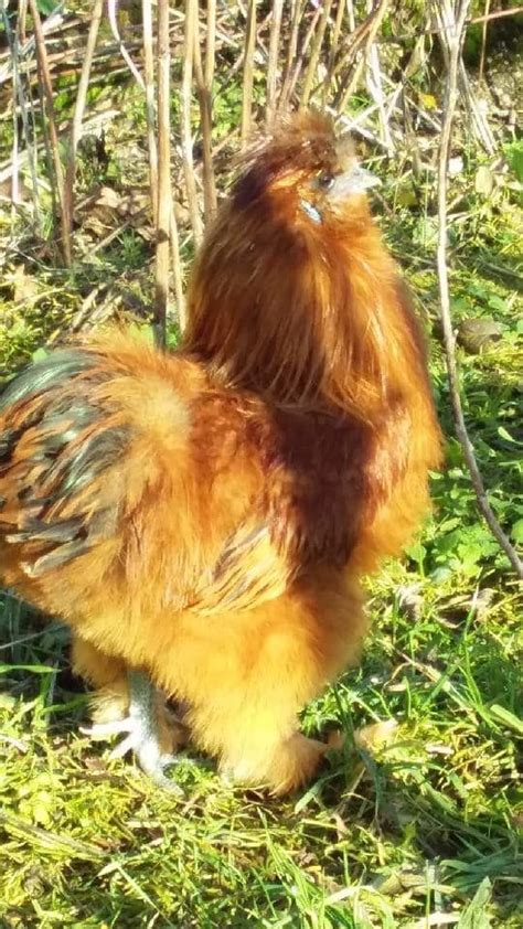 Coq De Soie 67370 UnCompagnon Fr