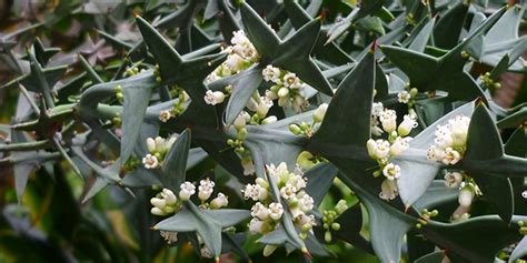 Coll Tie Croix De Fer Colletia Cruciata Pour Les Jardins Secs