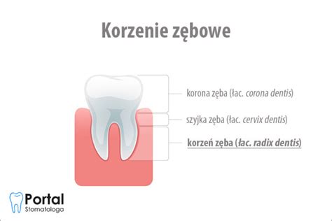 Korzenie zębowe Portal Stomatologa