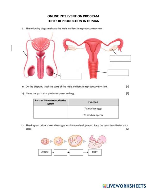 Human Reproductive System Exercise Live Worksheets Worksheets Library