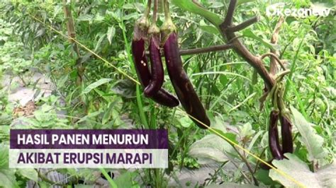 Hasil Panen Petani Sayuran Menurun Akibat Erupsi Gunung Marapi