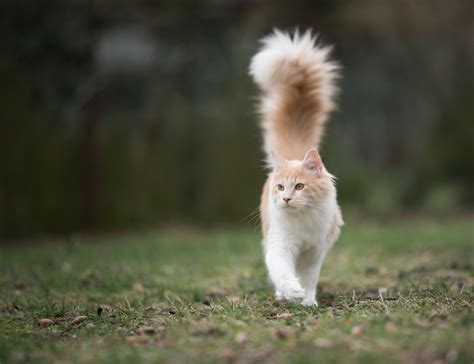 Maine Coon Tail: A Closer Look at the Longest Tail Among Cat Breeds