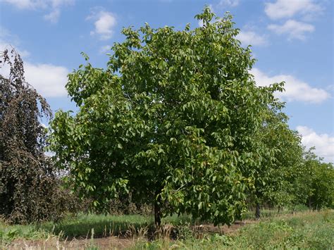 Juglans Regia Noyer Commun Noyer Royal Van Den Berk Pépinières