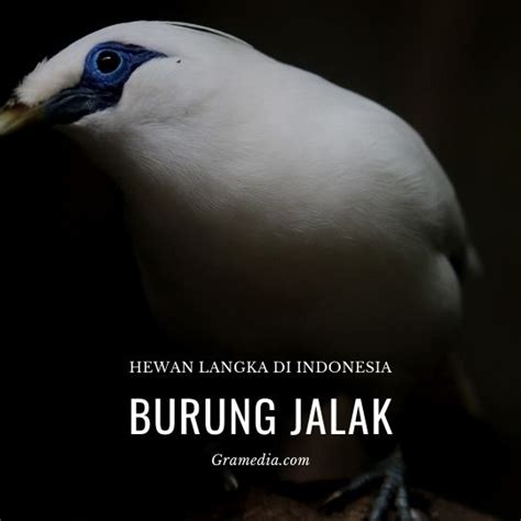 Hewan Langka Di Indonesia Yang Dilindungi Best Seller Gramedia