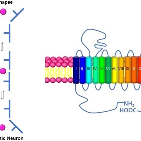 Left panel: Schematic representation of the translocation mechanism of... | Download Scientific ...