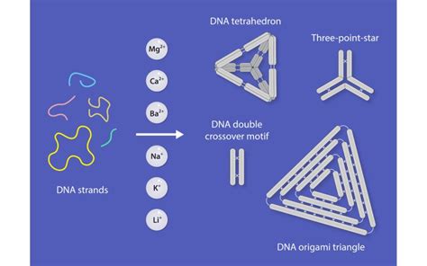 Rna Institute Researchers Advance Dna Nanostructure Stability