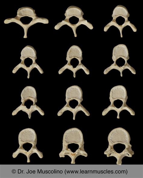 Thoracic Vertebrae Superior View - dreamswhites