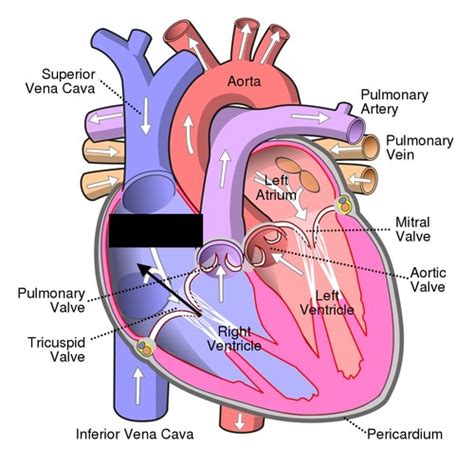 Cardiovascular System Flashcards Quizlet