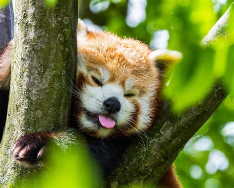 Red Panda Being Derpy Red Panda Cute Red Panda Baby Red Panda