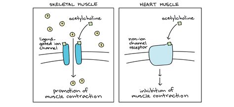 Neurotransmitters and receptors