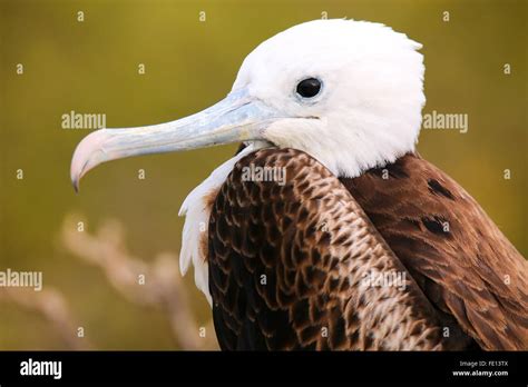 Portrait Of Baby Magnificent Frigatebird Fregata Magnificens On North