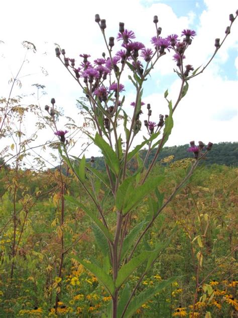 Vernonia Noveboracensis New York Ironweed Prairie Moon Nursery