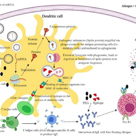 Schematic Representation Of Possible Mechanism Of Anaphylaxis Reaction