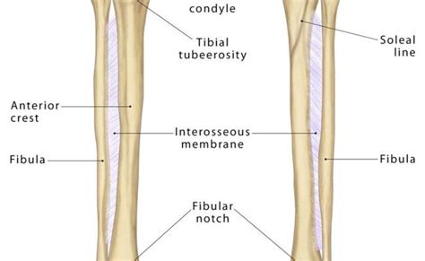 Tibial Plafond Anatomy Anatomy Drawing Diagram – Otosection