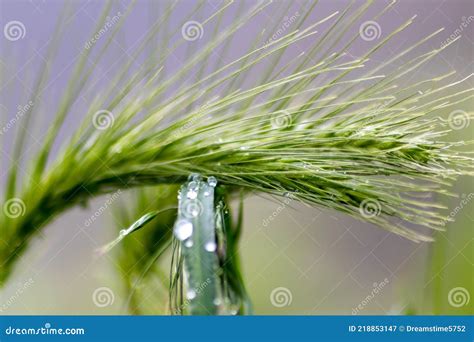 Growing Farming Field With Grain Cereal Green Wheat Waiting For Growth For Harvest And