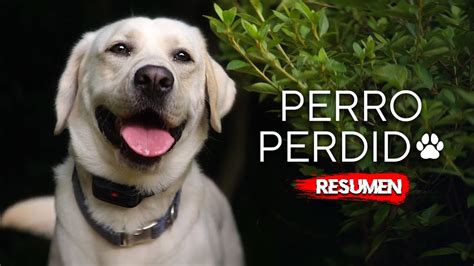 Perro Perdido Debe Ser Encontrado O Mu Re Resumen En Minutos