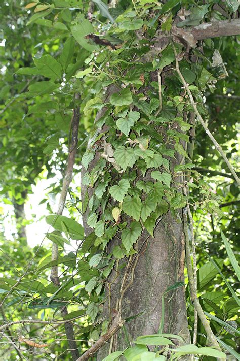 Begonia Hemicardia Begoniaceae Image 207426 At PhytoImages Siu Edu