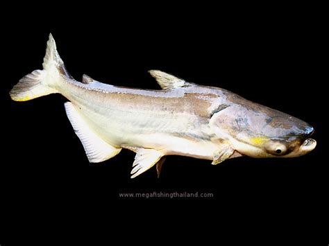 Giant Mekong Catfish (Pangasianodon gigas) | MegaFishingThailand