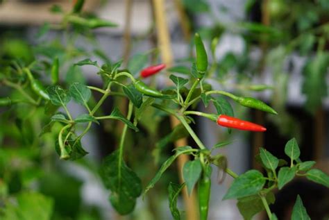 Cayenne Pepper: Care and Growing Guide