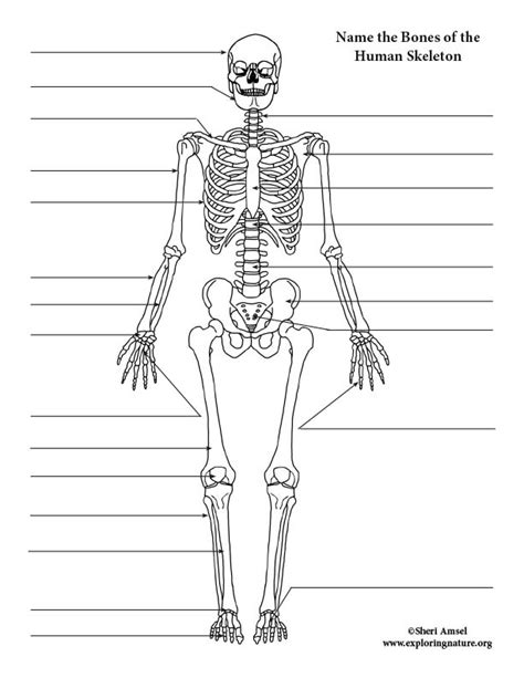 Leg Bones Diagram Blank Printable Human Skeleton Diagram Labeled