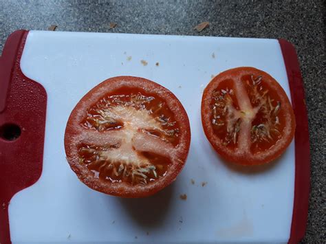 The Seeds In This Tomato Are Sprouting Inside The Tomato Itself R Mildlyinteresting