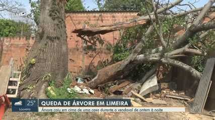 forte vento árvore de grande porte cai em cima de casa e destrói