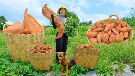 Harvesting The Sweet Potato Garden Goes To Market Sell Cook Potato