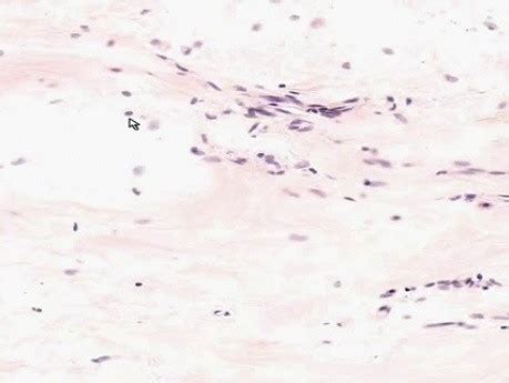 Histology • MEDtube.net