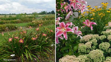 Cómo cultivar lirios en tu jardín Agrochic Jardinería y Bienestar