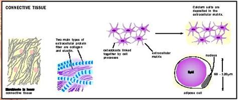 Connective Tissue - Biology Encyclopedia - cells, body, function, human ...