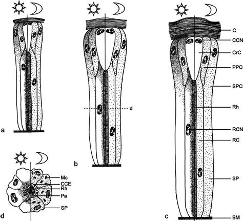 Semi Schematic Drawing Representing Ommatidia Of Nymphs And Adult