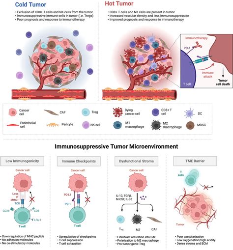 Frontiers Microphysiological Systems As Models For Immunologically