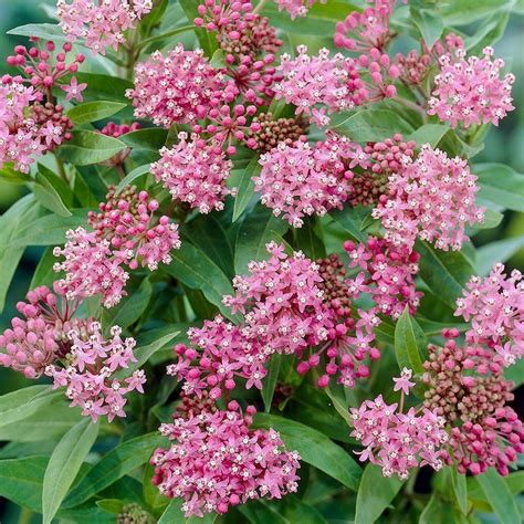 Asclepias Incarnata Cinderella Butterfly Flower For Monarchs Quick