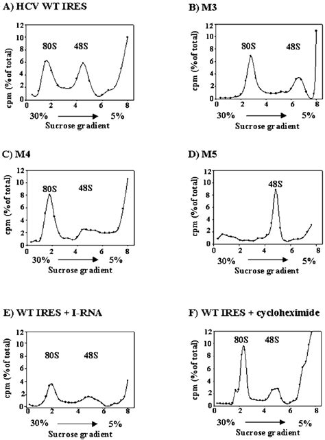 Sucrose Gradient Centrifugation Analysis Of The Ribosomal Assembly On